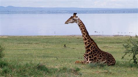 Giraffes in Danger of Extinction: Why Their Numbers Have Dropped - ABC News