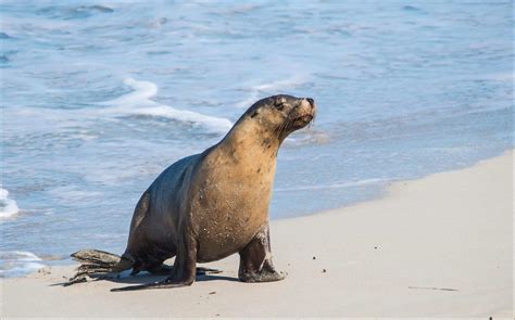 Fur Seal Pictures - AZ Animals