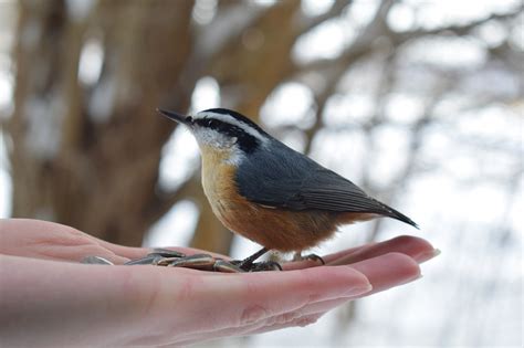 Absolute Beginners Guide to Feeding your Garden Birds – Wiggly Wigglers