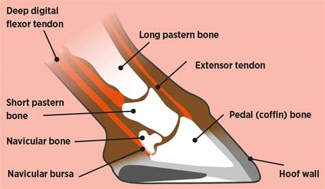 WEB_Navicular-hoof-diagram | Horse and Rider