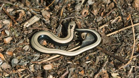 Slow Worm (Anguis fragilis) - British Reptiles - Woodland Trust