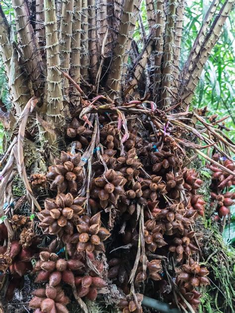 Salak Tree Salacca Zalacca Sweet Variety Fruit Stock Photo - Image of ...