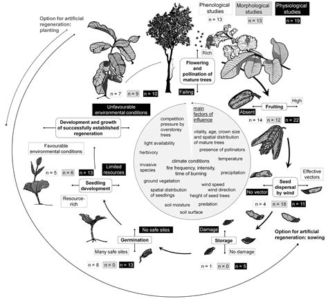 Ensuring future regeneration success of Qualea grandiflora Mart. (Vochysiaceae) in neotropical ...