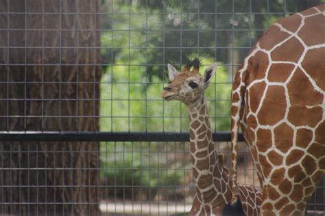 Kijiji | Garden City's baby giraffe, a few weeks old now. | Chris Givan | Flickr