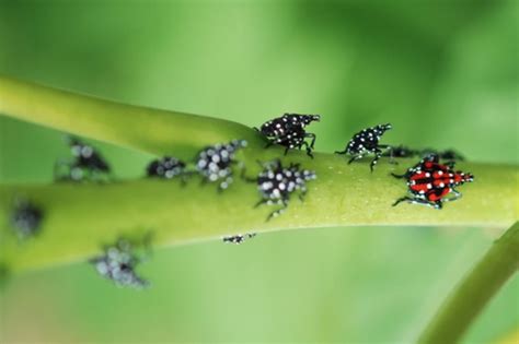 They're Back: Spotted Lanternfly | Lower Gwynedd Township