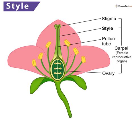 Style - Definition, Meaning, Function & Diagram