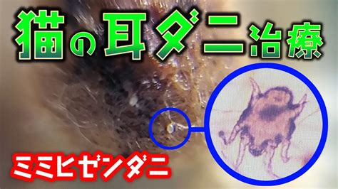 【Viewer discretion】Cat ear mites "Otodectes cynotis" found with the naked eye! From earwax ...