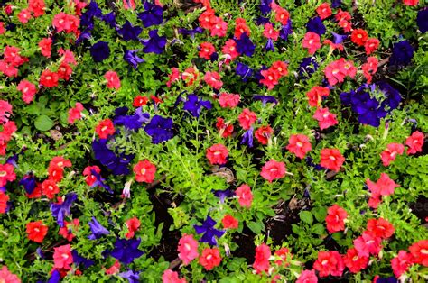 Red and blue flowers 19562749 Stock Photo at Vecteezy