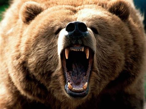 Bears Don't Brush Their Teeth!"