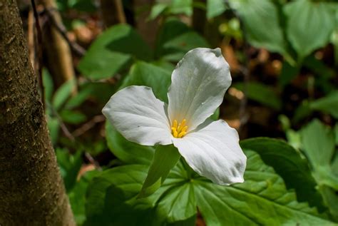 White Trillium