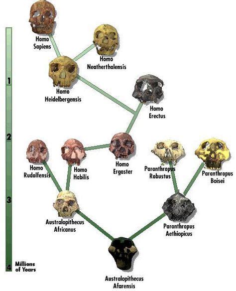 the hominid family tree... | Human Origins | Human evolution, Human evolution tree, Science guy