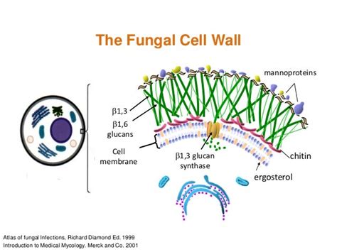 Antifungal chemotherapy