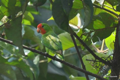 DSC_7752 | red-headed lovebird | corredor2009 | Flickr