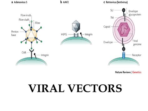 Topical Viral Vectors for Transfer of Genes to the Skin - Regrowth. Your Source Of Hair News