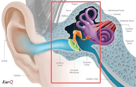 How Do Human Hear Sound? The Hearing Mechanism Explained | Human ear, Ear anatomy, Inner ear diagram