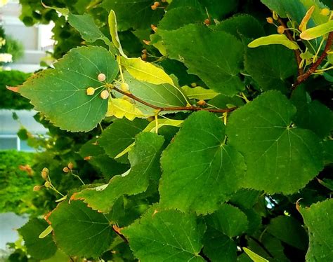 Littleleaf linden - Sacramento Tree Foundation