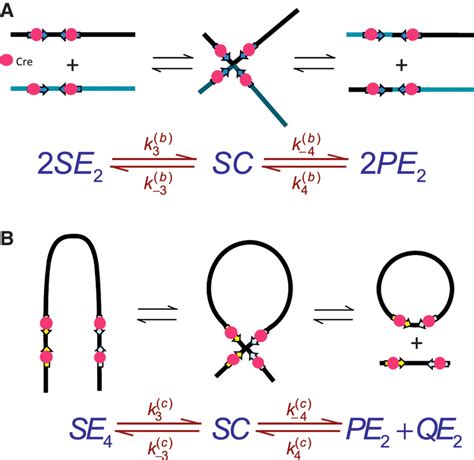 The kinetic approach used to investigate the mechanism of Cre synapsis.... | Download Scientific ...