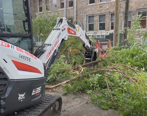 Cincinnati Zoo Animals Feast on Foliage Harvested from Site of 2024 ...