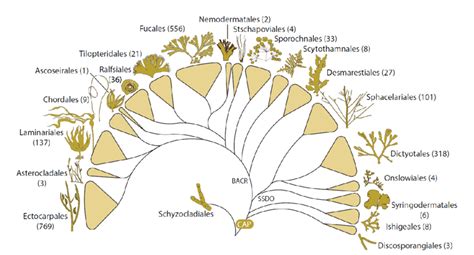 1. Classification phylogénétique des algues brunes (Phaeophyceae ...