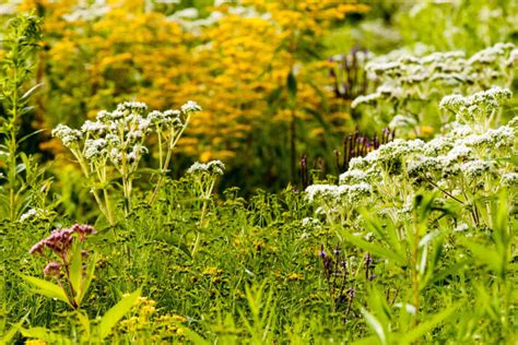 What is a Wetland? - Wetlands Work