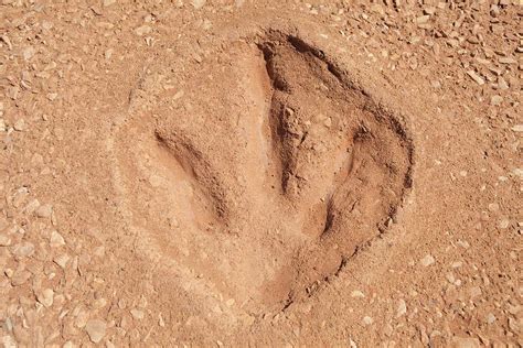 Dinosaur footprint , Broome, Australia Photograph by Science Photo Library - Fine Art America