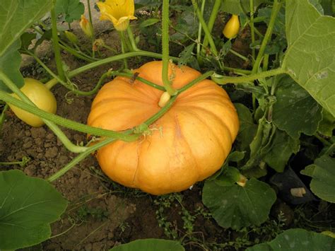 Growing Pumpkins in Containers - It Can Be Done! - GardenHugs.com