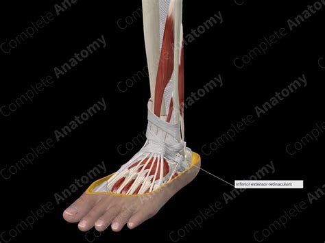 Inferior Extensor Retinaculum of Ankle | Complete Anatomy