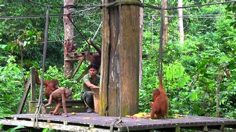 Sepilok Orangutan Rehabilitation Center Sabah Borneo, The Orangutan Appeal UK - YouTube