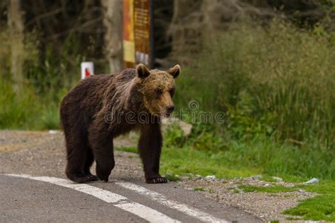 European Brown Bear Ursus Arctos Arctos in Natural Habitat. Romania Stock Image - Image of ...