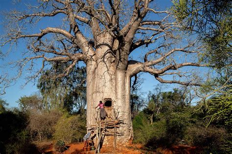 Tree of life: Giant baobab turned into living water tank in Madagascar | New Scientist