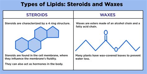 Wax Lipid