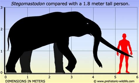 Stegomastodon - Alchetron, The Free Social Encyclopedia