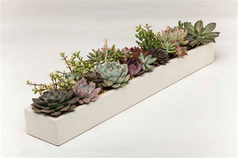 21 Indoor Succulent Planters for Indoor Succulent Gardens