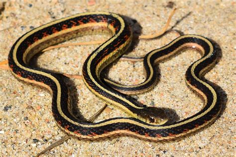 Common Gartersnake (Thamnophis sirtalis) - Amphibians and Reptiles of South Dakota