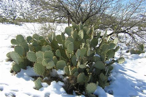 Free photo: Arizona snow - Amazingsight, Cactus, Freshsnow - Free ...