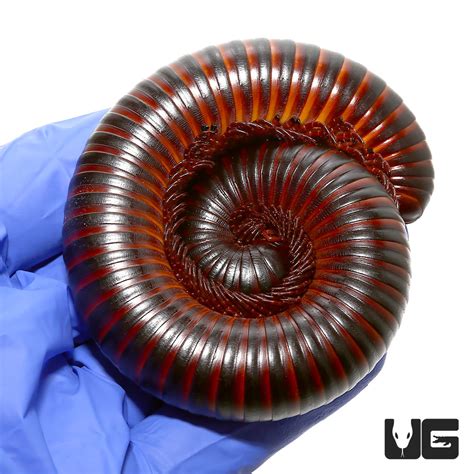 Giant African Millipede - UGR Wholesale