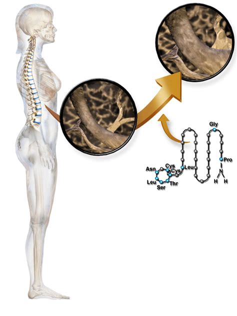 What is the Difference Between Calcitonin and Parathyroid Hormone | Compare the Difference ...