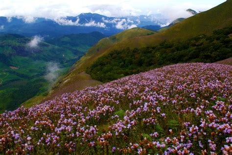 Neelakurinji Flowering Season 2018 - Munnar Blue Blooms - Breezy Holidays