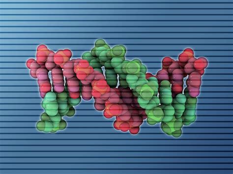 B-dna Molecule Photograph by Laguna Design/science Photo Library - Pixels