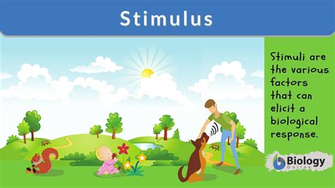 Stimulus - Definition and Examples - Biology Online Dictionary