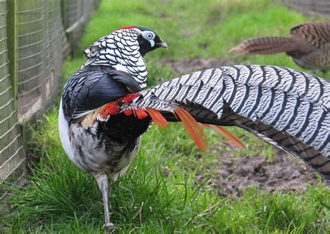 Lady Amherst's Pheasant