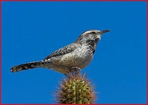 Arizona State Bird - Cactus Wren