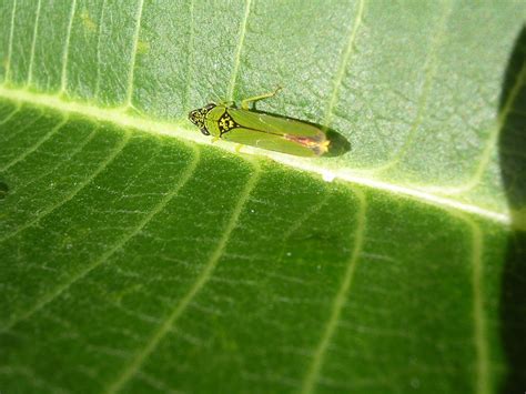 Bug on the leaf Free Photo Download | FreeImages