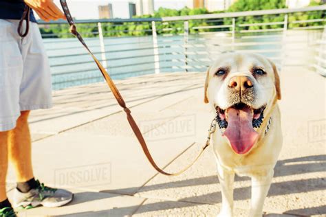 Caucasian man walking dog outdoors - Stock Photo - Dissolve