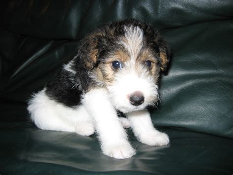 Wire Fox Terrier Info, Temperament, Grooming, Puppies, Pictures