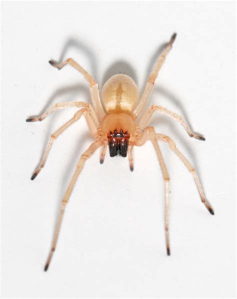 Yellow sac spiders (family Cheiracanthiidae) | spiderbytes