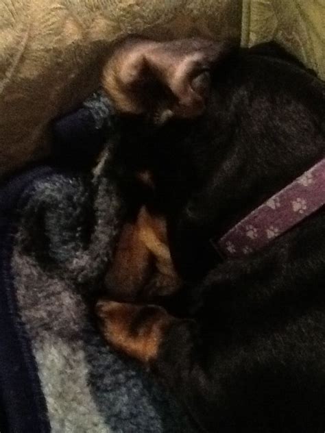 A very tired weiner dog | Weiner dog, Dogs, Weiner