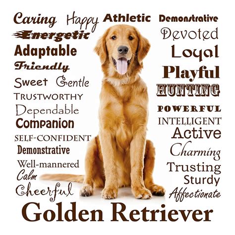 What Is The Meaning Behind The Golden Retriever? - Background Free