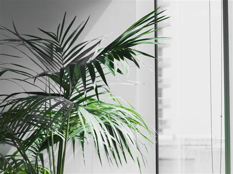 The 14 Best Minimalist Houseplants for your Home | Fiddle & Thorn