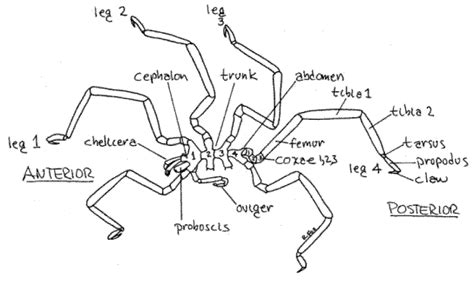 Spider Mouth Anatomy